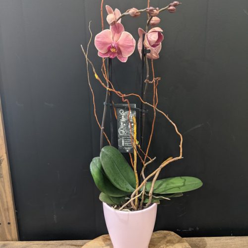 pot-d-orchidee